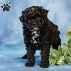 Daisy, Pomapoo Puppy
