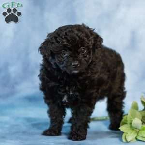 Dolly, Pomapoo Puppy