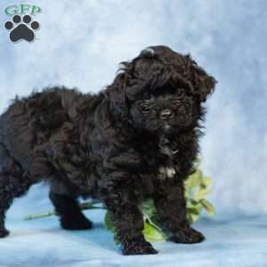 Dora, Pomapoo Puppy