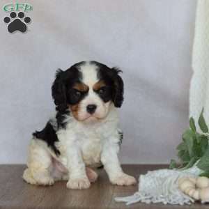 Domino, Cavalier King Charles Spaniel Puppy