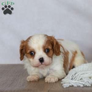Denver, Cavalier King Charles Spaniel Puppy