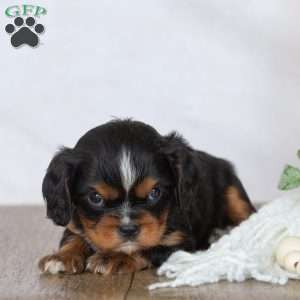 Daisy, Cavalier King Charles Spaniel Puppy