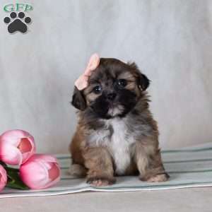 CLEO, Teddy Bear Puppy