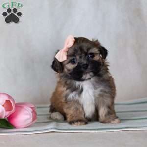 CLEO, Teddy Bear Puppy