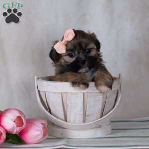 CLEO, Teddy Bear Puppy