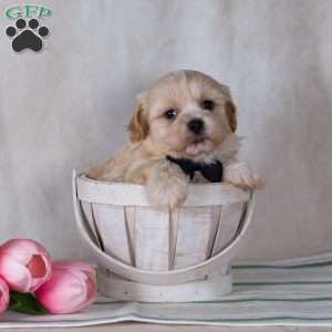 Calvin, Teddy Bear Puppy