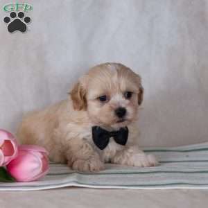 Calvin, Teddy Bear Puppy
