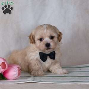 Calvin, Teddy Bear Puppy