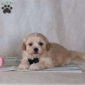 Calvin, Teddy Bear Puppy