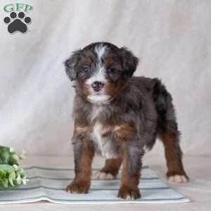 Santana, Bernedoodle Puppy