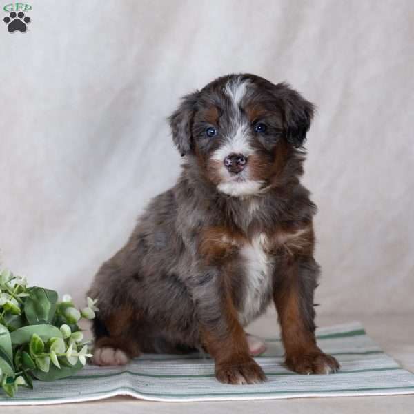 Santana, Bernedoodle Puppy