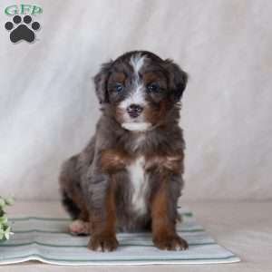 Santana, Bernedoodle Puppy