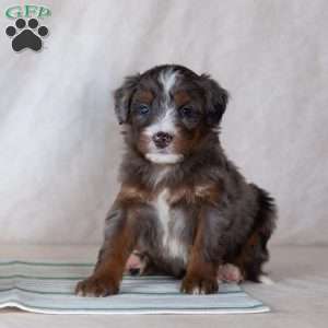 Santana, Bernedoodle Puppy