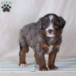 Santana, Bernedoodle Puppy