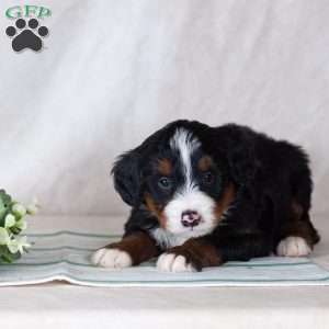 Sunny, Bernedoodle Puppy