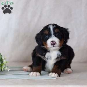 Sunny, Bernedoodle Puppy