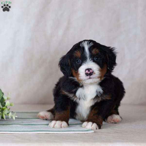 Sunny, Bernedoodle Puppy