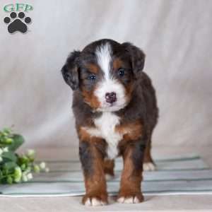 Shadow, Bernedoodle Puppy