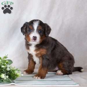 Shadow, Bernedoodle Puppy