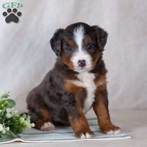 Shadow, Bernedoodle Puppy