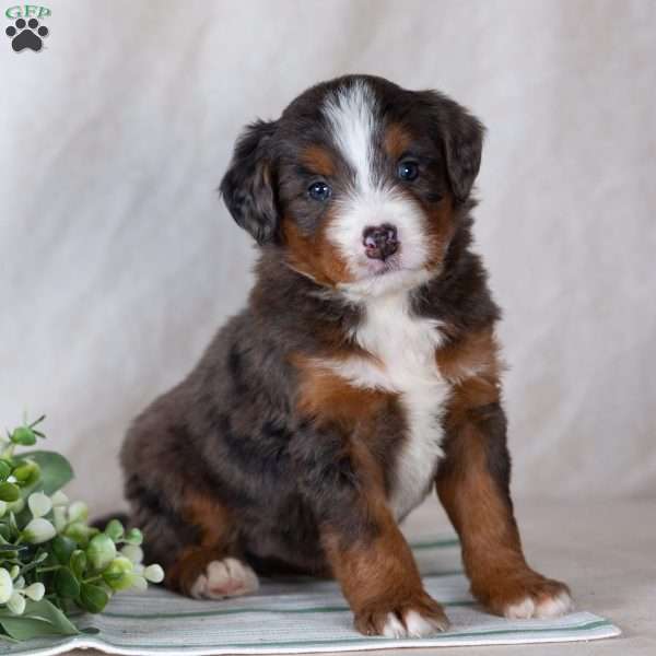 Shadow, Bernedoodle Puppy
