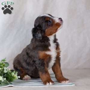 Shadow, Bernedoodle Puppy