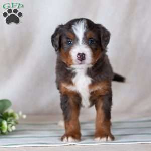 Shadow, Bernedoodle Puppy