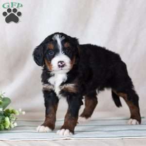 Sunny, Bernedoodle Puppy
