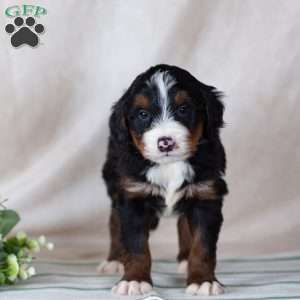 Sunny, Bernedoodle Puppy