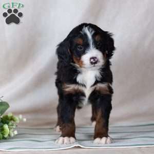 Sunny, Bernedoodle Puppy