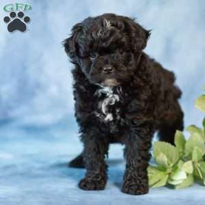 Daisy, Pomapoo Puppy