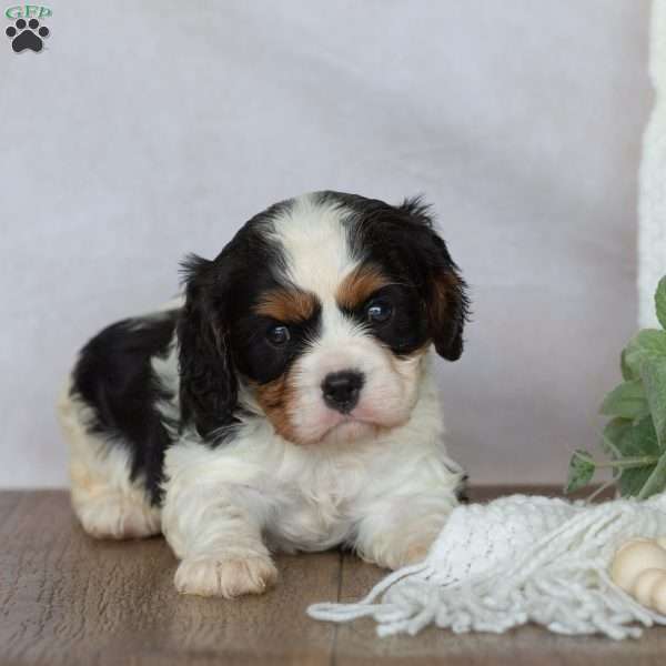 Domino, Cavalier King Charles Spaniel Puppy
