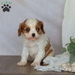 Denver, Cavalier King Charles Spaniel Puppy
