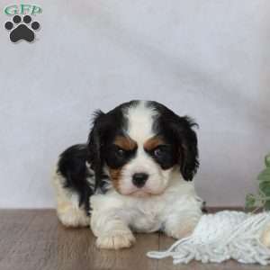 Domino, Cavalier King Charles Spaniel Puppy