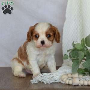 Denver, Cavalier King Charles Spaniel Puppy