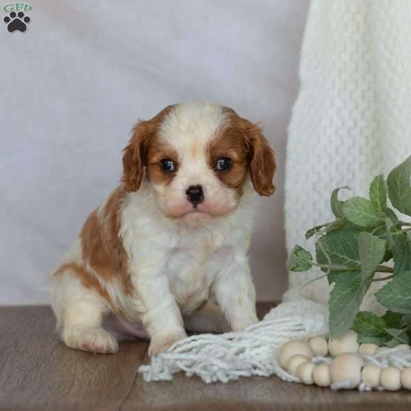 Denver, Cavalier King Charles Spaniel Puppy