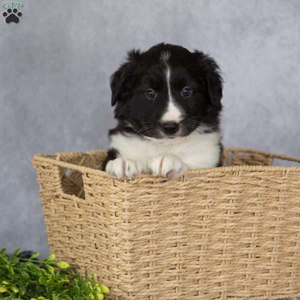 Chase, Border Collie Puppy