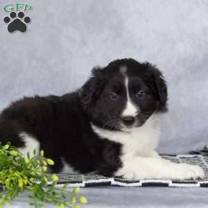Chase, Border Collie Puppy