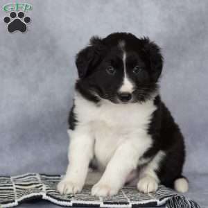 Chase, Border Collie Puppy