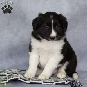 Chase, Border Collie Puppy
