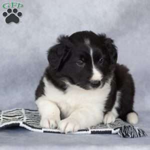 Chase, Border Collie Puppy