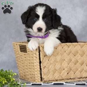 Chloe, Border Collie Puppy