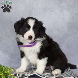 Chloe, Border Collie Puppy