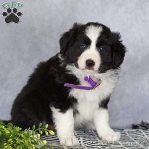 Chloe, Border Collie Puppy