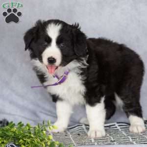 Chloe, Border Collie Puppy
