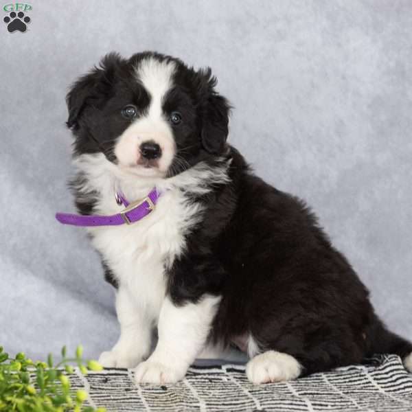 Chloe, Border Collie Puppy