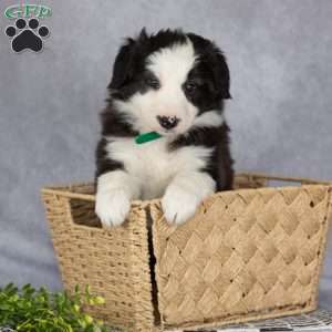 Cooper, Border Collie Puppy