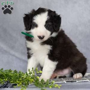 Cooper, Border Collie Puppy