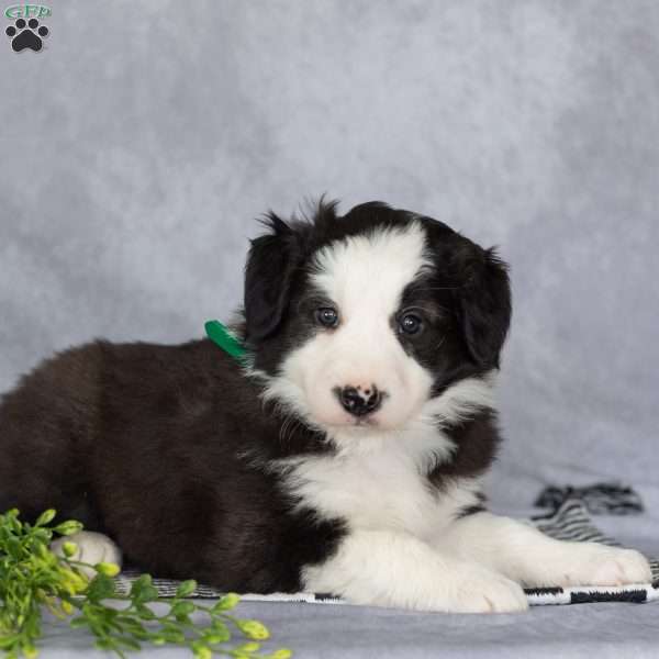 Cooper, Border Collie Puppy
