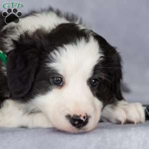 Cooper, Border Collie Puppy
